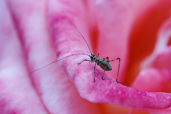 포토 JPG 해외이미지 동물 1 꽃잎 꽃 곤충 절지류 자연 생물 안테나 사람 인종 사람없음 야외 가로 빛 반려동물 장미 갈색 검은색 카펫 닫기 선택 확대 해충 벌레 작음 딱정벌레 오브젝트 육식동물 내추럴 광 양발 해외202004 해외포토 식물 컬러 컨셉 통신 모션 크기 생태계 파일형식 이미지허브