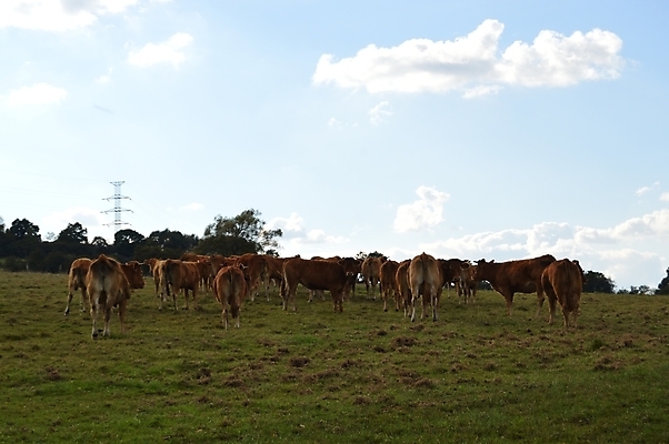 포토 JPG 해외이미지 동물 여자 농업 포유류 자연 사람없음 농장 머리 가축 소고기 우유 시골 소 남쪽 송아지 리무진 밭일 보헤미아 해외202004 해외포토 산업 새끼 유제품 육류 사람 신체부위 방향 생태계 파일형식 이미지허브