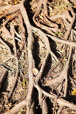 포토 JPG 해외이미지 나무 식물 계절 공원 지구 백그라운드 잎 자연 그림자 풍경 사람없음 목재 세로 초록색 여름 빛 환경 어둠 힘 봄 성장 가을 나뭇가지 황무지 숲 유기농 질감 뿌리 나무껍질 공상 마법 내추럴 땅바닥 옛날 해외202004 해외포토 웰빙 공공시설 컬러 재료 바닥 껍질 생태계 파일형식 이미지허브