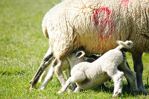 포토 JPG 해외이미지 동물 응시 2 밭 포유류 자연 엄마 서기 사람없음 야외 가축 시골 아기 양 양고기 밭일 수유 해외202004 해외포토 시선 농업 가족 모션 육류 사람 생태계 파일형식 이미지허브