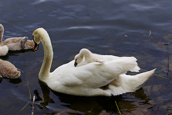 포토 JPG 해외이미지 주간 호수 새끼 여러마리 사람없음 야외 백조 해외202004 해외포토 자연요소 동물 다수 조류 파일형식 이미지허브