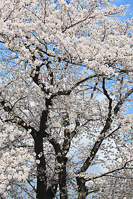 포토 JPG 해외이미지 주간 사람없음 야외 맑음 봄 벚꽃 해외202004 해외포토 자연요소 계절 꽃 날씨 파일형식 이미지허브