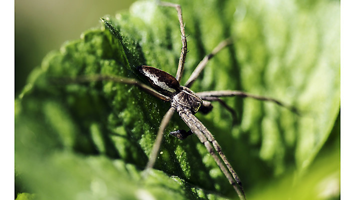 포토 JPG 해외이미지 동물 곤충 잎 신체 모션 자연 사람없음 초록색 햇빛 걷기 웹 힘 활발 회색 에너지 기다림 계획 8 사냥 오르기 고립 동정 해외202004 해외포토 식물 컬러 컨셉 인터넷 태양 숫자 생태계 파일형식 이미지허브