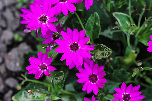 포토 JPG 해외이미지 식물 계절 꽃잎 꽃 꽃다발 백그라운드 잎 꽃무늬 패턴 밭 자연 사람없음 야외 장식 초록색 여름 파란색 컬러풀 정원 보라색 봄 벚꽃 가을 흰색 신선 개화 닫기 은색 제비꽃 관목 원예 질감 데이지 내추럴 블러 영원 해외202004 해외포토 나무 컬러 무늬 농업 모션 취미 생태계 파일형식 이미지허브