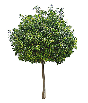 포토 JPG 해외이미지 나무 식물 꽃 음식 백그라운드 잎 오렌지 과일 자연 귤 사람없음 장식 흰색 고립 해외202004 해외포토 컬러 생태계 파일형식 이미지허브