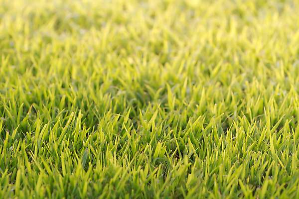 포토 JPG 해외이미지 식물 라이프스타일 스포츠 백그라운드 패턴 밭 골프 텍스트 공 자연 놀이 사람 풍경 잔디 사람없음 야외 초록색 파란색 우주 축구 성장 게임 신선 칼날 강의 땅 클럽 질감 귀족 넣기 땅바닥 플레이어 그리너리 완전 해외202004 해외포토 컬러 컨셉 무늬 농업 모션 바닥 생활 구기 생태계 파일형식 트랜드컬러 이미지허브