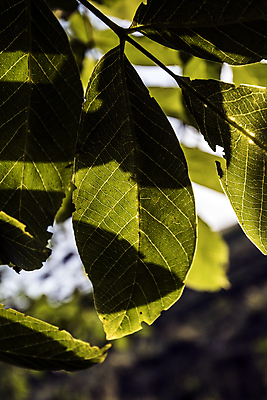 포토 JPG 해외이미지 모양 나무 식물 잎 자연 표면 사랑 사람없음 물 평화 환경 힘 활발 자유 성장 시골 시간 오픈 순수 순환 정맥 산소 강렬 영양분 완전 해외202004 해외포토 자연요소 감정 컨셉 모션 원소 생태계 혈관 파일형식 이미지허브