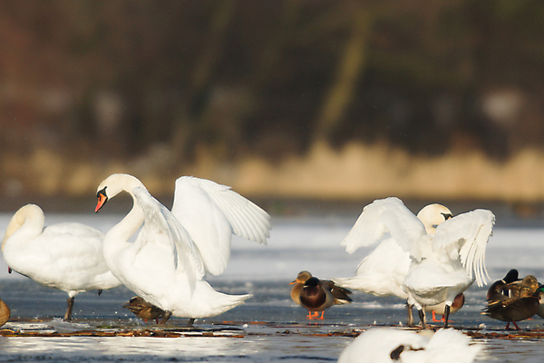 포토 JPG 해외이미지 주간 호수 여러마리 사람없음 야외 아웃포커스 백조 청둥오리 해외202004 해외포토 자연요소 다수 조류 오리 촬영기법 파일형식 이미지허브