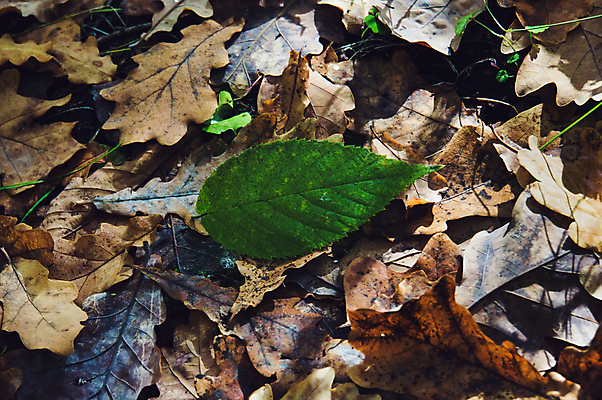 포토 JPG 해외이미지 나무 식물 계절 공원 백그라운드 단풍 잎 패턴 오렌지 자연 벽지 프레임 풍경 사람없음 야외 장식 빨간색 물 파란색 빛 컬러풀 갈색 노란색 쌓기 미국 활발 가을 나뭇가지 침대 떨어짐 숲 담요 질감 웅덩이 장면 내추럴 땅바닥 떠남 시애틀 해외202004 해외포토 자연요소 공공시설 컬러 가구 컨셉 북아메리카 무늬 과일 모션 바닥 생태계 파일형식 이미지허브
