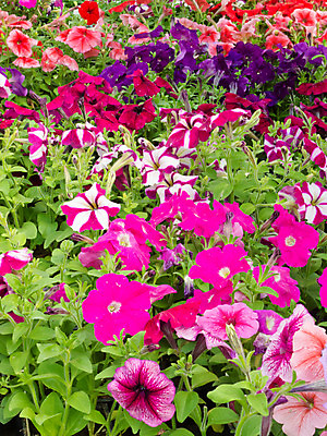 포토 JPG 해외이미지 식물 꽃 산업 화분 문화 백그라운드 잎 꽃무늬 농업 비즈니스 침구 실내 사람없음 내부 빨간색 초록색 파란색 세일 정원 보라색 봄 놀이방 성장 벚꽃 개화 센터 냄비 원예 상업 조경 매각 밭일 많음 그리너리 세련 피튜니아 해외202004 해외포토 계절 컬러 컨셉 무늬 취미 솥 파일형식 트랜드컬러 이미지허브