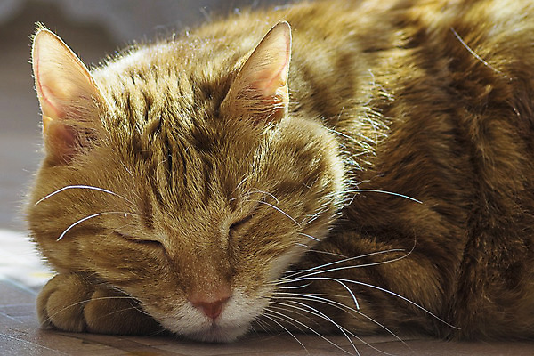 포토 JPG 해외이미지 동물 1 응시 백그라운드 장난 수염 털 사람없음 반려동물 귀여움 고양이 줄무늬 흰색 모피 꼬리 얼룩무늬 솜털 생강 고립 기르기 해외202004 해외포토 시선 컬러 컨셉 무늬 채소 포유류 돌봄 파일형식 이미지허브