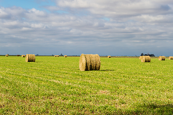 포토 JPG 해외이미지 산업 밭 농업 하늘 사람없음 초록색 농작물 농장 농경지 환경 장비 수확 성장 시골 업무 볏짚 먹이 장면 뭉치 밀짚 밭일 생태학 해외202004 해외포토 교육 컬러 작업 짚 파일형식 이미지허브