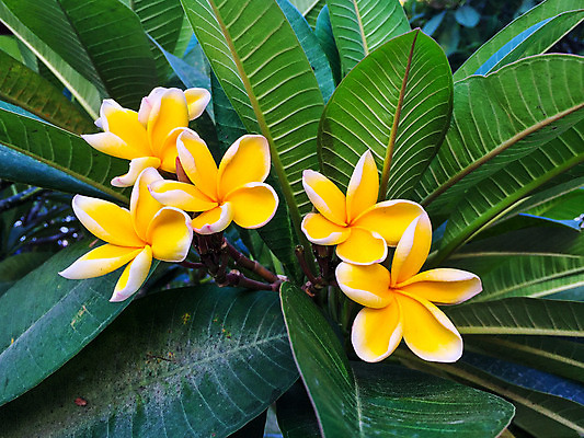 포토 JPG 해외이미지 주간 섬 사람없음 야외 태평양 열대꽃 해외202004 해외포토 자연요소 꽃 바다 파일형식 이미지허브