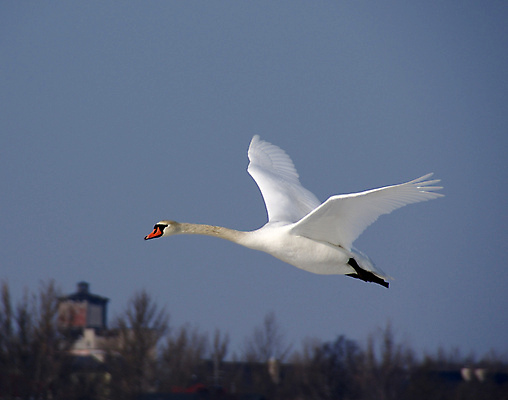 포토 JPG 해외이미지 주간 한마리 호수 사람없음 야외 백조 해외202004 해외포토 자연요소 1 조류 파일형식 이미지허브