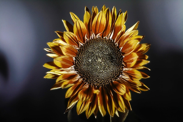 포토 JPG 해외이미지 식물 꽃 오렌지 해바라기 스웨덴 사람없음 노란색 해외202004 해외포토 컬러 과일 북유럽 파일형식 이미지허브