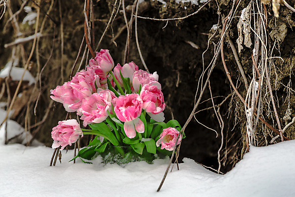 포토 JPG 해외이미지 식물 계절 꽃 지구 분홍색 백그라운드 잎 겨울 꽃무늬 날씨 발렌타인데이 사랑 사람없음 초록색 정원 얼음 봄 추위 튤립 벚꽃 흰색 동굴 떨어짐 냄비 서리 향기 뿌리 화단 땅바닥 삼림지대 채석 헌병 해외202004 해외포토 자연요소 감정 컬러 컨셉 무늬 데이이벤트 바닥 군인 솥 숲 냄새 파일형식 이미지허브