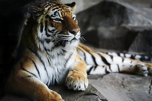 포토 JPG 해외이미지 동물 행복 오렌지 휴식 사람없음 고양이 힘 줄무늬 바위 호랑이 그늘 거짓말 해외202004 해외포토 감정 컨셉 무늬 과일 포유류 반려동물 돌_바위 파일형식 이미지허브