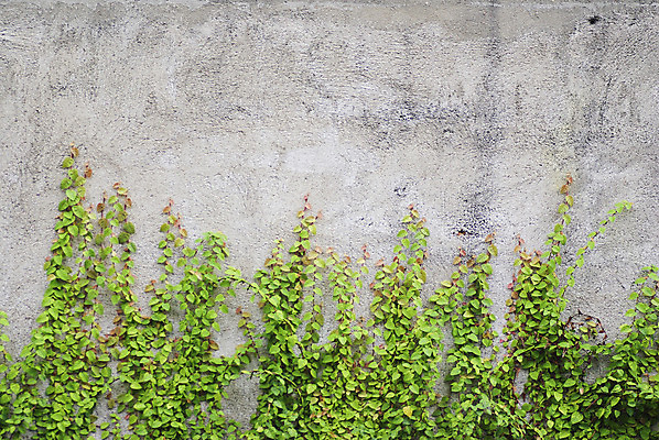 포토 JPG 해외이미지 나무 식물 디자인 공원 꽃 종이 벽 백그라운드 잎 꽃무늬 패턴 건축양식 자연 유리 벽지 추상 프레임 미술 사람없음 야외 내부 건물 그래픽 장식 빨간색 초록색 컴퓨터 컬러풀 갈색 우주 정원 검은색 봄 수확 골동품 흰색 황금 질감 복고 리빙 내추럴 그런지 옛날 해외202004 해외포토 건축물 계절 공공시설 건축 컬러 무늬 농업 재질 문화예술 전자제품 생태계 파일형식 이미지허브