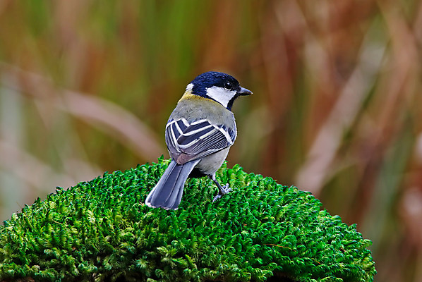 포토 JPG 해외이미지 나무 동물 여자 남자 아시아 얼굴 야생동물 백그라운드 날개 자연 조류 사람없음 야외 목재 가로 초록색 컬러풀 머리 환경 일본 나뭇가지 막대기 닫기 숲 깃털 꼬리 부리 서식지 생태학 이국적 해외202004 해외포토 식물 교육 나라 컬러 재료 모션 사람 신체부위 생태계 파일형식 이미지허브