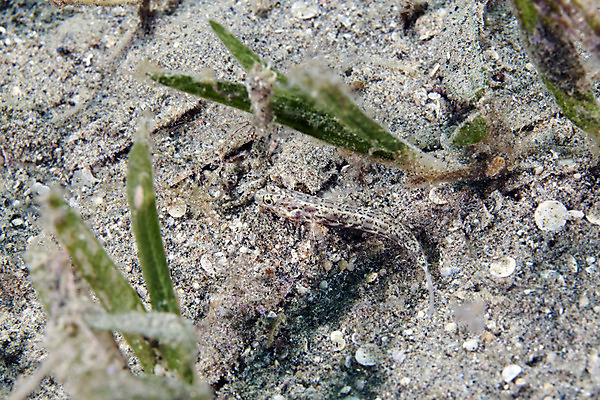 포토 JPG 해외이미지 동물 바다 자연 어류 사람없음 물 파란색 컬러풀 바닷속 수중 아래 다이빙 깊이 소금물 이국적 해외202004 해외포토 자연요소 컬러 수영 수중동물 방향 생태계 위치 수중스포츠 파일형식 이미지허브