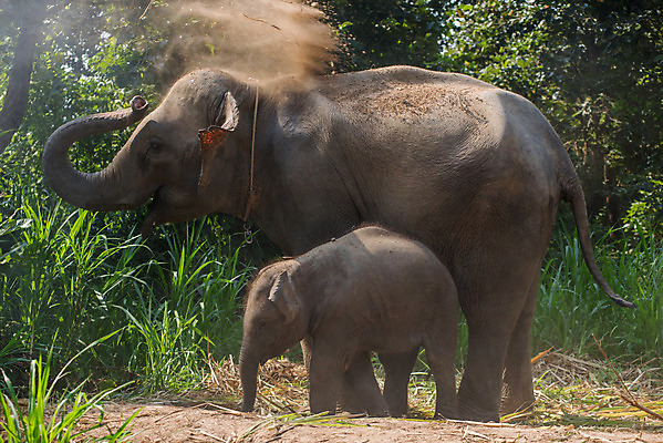 포토 JPG 해외이미지 나무 동물 야생동물 어린이 밭 포유류 가족 자연 엄마 초식동물 코끼리 함께함 사람없음 야외 아기 주름 숲 방목 귀 돌봄 유대감 해외202004 해외포토 식물 컨셉 농업 관계 모션 사람 신체부위 축산업 생태계 파일형식 이미지허브