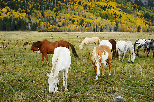 포토 JPG 해외이미지 잎 포유류 자연 산 사람없음 달리기 농장 마을 미국 가을 카우보이 숲 와이오밍 해외202004 해외포토 식물 동물 계절 북아메리카 농업 모션 생태계 파일형식 이미지허브