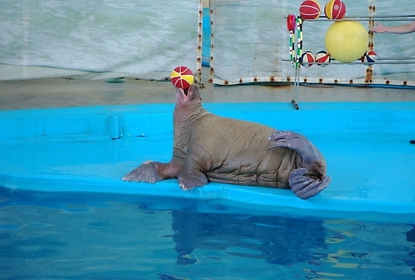 포토 JPG 해외이미지 동물 물결 파도 바다 장난 공 포유류 자연 놀이 사람없음 물 파란색 점프 수영 회색 속도 다이빙 지느러미 지능 해외202004 해외포토 자연요소 컬러 모션 수상스포츠 생태계 수중스포츠 파일형식 이미지허브