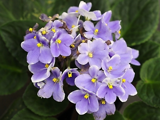 포토 JPG 해외이미지 식물 꽃잎 꽃 꽃다발 잎 자연 부활절 발렌타인데이 사람없음 장식 초록색 정원 봄 들꽃 신선 신용카드 개화 다발 배열 제비꽃 비올라 해외202004 해외포토 계절 기념일 컬러 데이이벤트 금융 생태계 파일형식 찰현악기 이미지허브