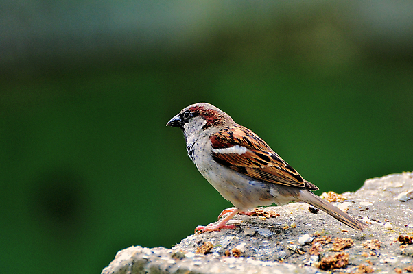 포토 JPG 해외이미지 동물 야생동물 아프리카 조류 사람없음 배고픔 사파리 탄자니아 해외202004 해외포토 나라 파일형식 이미지허브