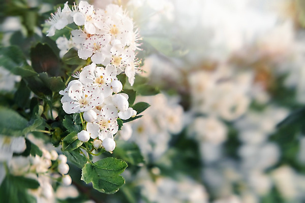 포토 JPG 해외이미지 식물 꽃잎 꽃 결혼 백그라운드 잎 꽃무늬 자연 친절 사람없음 초록색 울타리 정원 봄 벚꽃 흰색 나뭇가지 개화 닫기 5월 다발 초대 내추럴 꽃수술 해외202004 해외포토 나무 계절 컬러 무늬 모션 이벤트 담장 날짜 생태계 파일형식 이미지허브