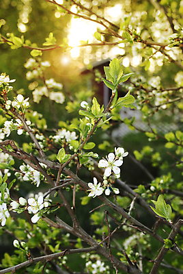 포토 JPG 해외이미지 나무 식물 계절 꽃 잎 꽃무늬 농업 자연 사람없음 초록색 태양 농장 정원 일몰 봄 새벽 성장 벚꽃 흰색 나뭇가지 시골 개화 저녁 내추럴 해외202004 해외포토 자연요소 산업 컬러 무늬 노을 야간 생태계 파일형식 이미지허브