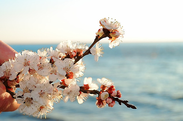 포토 JPG 해외이미지 주간 손 사람없음 야외 신체부위 봄 벚꽃 잡기 꽃가지 해외202004 해외포토 자연요소 계절 꽃 모션 사람 나뭇가지 파일형식 이미지허브