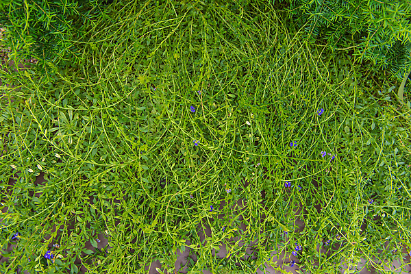 포토 JPG 해외이미지 나무 식물 공원 백그라운드 잎 꽃무늬 패턴 자연 사람없음 야외 초록색 환경 정원 봄 성장 나뭇가지 신선 군중 숲 유기농 질감 내추럴 생태학 인공 많음 해외202004 해외포토 웰빙 계절 공공시설 교육 꽃 컬러 컨셉 무늬 사람 생태계 파일형식 이미지허브