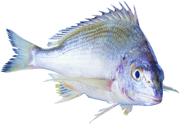 포토 JPG 해외이미지 동물 음식 바다 낚시 건강 어류 사람없음 머리 신선 잡기 시장 먹기 지느러미 해외202004 해외포토 모션 레저 신체부위 수중동물 파일형식 이미지허브