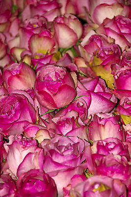 포토 JPG 해외이미지 식물 꽃잎 꽃 분홍색 꽃다발 자연 미술 사람없음 장식 장미 정원 벚꽃 개화 원예 내추럴 해외202004 해외포토 컬러 문화예술 취미 생태계 파일형식 이미지허브