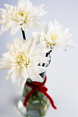 포토 JPG 해외이미지 식물 꽃 리본 줄기 꽃다발 결혼 백그라운드 꽃무늬 밭 자연 유리 선물 사랑 사람없음 빨간색 컬러풀 장미 정원 검은색 흰색 투명 그룹 혼합 작음 다발 해외202004 해외포토 감정 컬러 무늬 농업 재질 이벤트 크기 생태계 파일형식 이미지허브