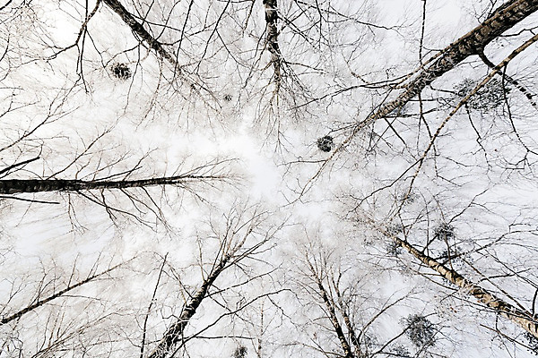 포토 JPG 해외이미지 나무 식물 계절 백그라운드 겨울 자연 날씨 풍경 사람없음 야외 빛 햇빛 냉동 얼음 추위 흰색 나뭇가지 시골 신선 숲 큼 서리 장면 눈보라 벌거벗은 제설기 눈내림 해외202004 해외포토 자연요소 컬러 눈_날씨 태양 크기 생태계 제설 파일형식 이미지허브