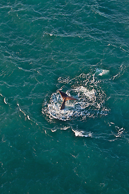 포토 JPG 해외이미지 동물 바다 안테나 사람없음 고래 뉴질랜드 해외202004 해외포토 통신 포유류 수중동물 오세아니아 파일형식 이미지허브