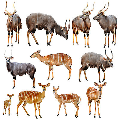 포토 JPG 해외이미지 동물 여자 남자 야생동물 백그라운드 포유류 아프리카 초식동물 성인 사람없음 갈색 검은색 줄무늬 흰색 사파리 영양 고립 동물상 해외202004 해외포토 나라 컬러 무늬 사람 조형물 파일형식 이미지허브