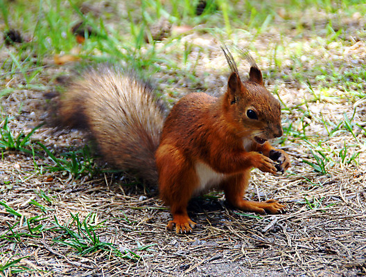 포토 JPG 해외이미지 동물 야생동물 자연 털 사람없음 야외 초록색 갈색 붓 작음 속도 만족 다람쥐 오르기 귀 솜털 내추럴 발톱 해외202004 해외포토 감정 컬러 모션 발 신체부위 설치류 크기 생태계 파일형식 이미지허브