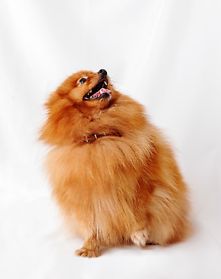 포토 JPG 해외이미지 동물 행복 얼굴 새끼 백그라운드 포유류 미술 사람없음 반려동물 갈색 개 강아지 작음 솜털 송곳니 기르기 포메라니안 해외202004 해외포토 감정 컬러 문화예술 신체부위 치아 크기 돌봄 파일형식 이미지허브