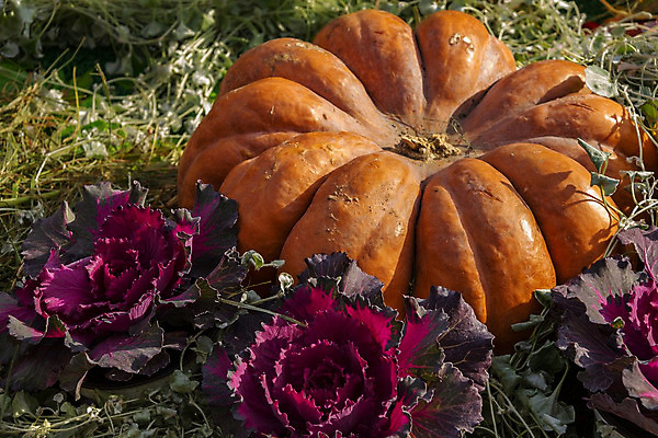 포토 JPG 해외이미지 식물 아이콘 전통 디자인 계절 얼굴 음식 백그라운드 컨셉 농업 채소 오렌지 부분 자연 호박 휴가 프레임 건강 미술 사람없음 목재 장식 세트 농장 노란색 할로윈 수확 가을 시골 축하 대접 신선 신용카드 무서움 심볼 오브젝트 유기농 박 추수감사절 잭 스쿼시 10월 내추럴 숙성 채식주의자 해외202004 해외포토 나무 웰빙 감정 산업 기독교 스포츠 컬러 과일 재료 문화예술 신체부위 금융 구기 날짜 생태계 채식 파일형식 이미지허브