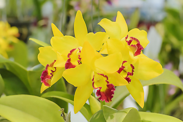 포토 JPG 해외이미지 나무 식물 디자인 꽃잎 꽃 분홍색 백그라운드 잎 꽃무늬 자연 사람없음 초록색 노란색 보라색 스파 벚꽃 흰색 신선 난초 여왕 이국적 해외202004 해외포토 컬러 무늬 생태계 파일형식 이미지허브