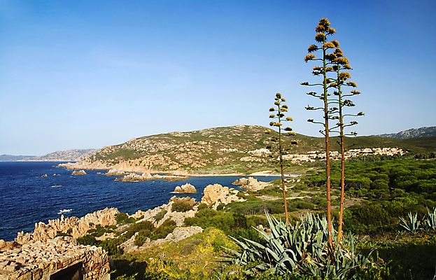 포토 JPG 해외이미지 식물 꽃 바다 섬 선인장 풍경 사람없음 빨간색 이탈리아 만 개화 지중해 언덕 암초 해외202004 해외포토 유럽 컬러 파일형식 이미지허브