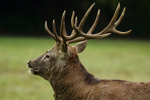 포토 JPG 해외이미지 동물 1 계절 공원 남자 야생동물 여행 밭 포유류 자연 사슴 털 뿔 사랑 풍경 사람없음 야외 초록색 갈색 달러 황무지 숲 큼 방목 황소 사냥 내추럴 웅장함 전국 해외202004 해외포토 공공시설 감정 컬러 돈 농업 사람 소 축산업 크기 생태계 파일형식 이미지허브
