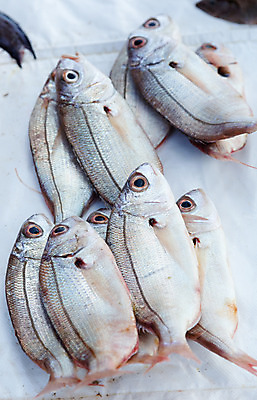 포토 JPG 해외이미지 산업 백그라운드 자연 낚시 어류 요리 사람없음 세일 얼음 추위 신선 시장 은색 수집 해산물 소금 지느러미 고등어 유지 베이스 슈퍼푸드 해외202004 해외포토 자연요소 컬러 현악기 레저 수중동물 생태계 건강식품 파일형식 이미지허브