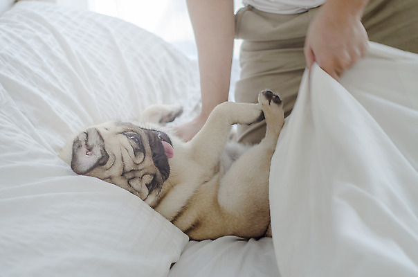 포토 JPG 해외이미지 동물 새끼 포유류 베개 놀이 아침 털 이야기 사람없음 반려동물 갈색 검은색 방 흰색 침대 시간 주름 우아함 개 플러그 달콤 강아지 전기에너지 모피 솜털 몸단장 송곳니 거짓말 기르기 복종 유래 해외202004 해외포토 주간 컬러 가구 컨셉 침구 에너지 맛 치아 돌봄 파일형식 이미지허브