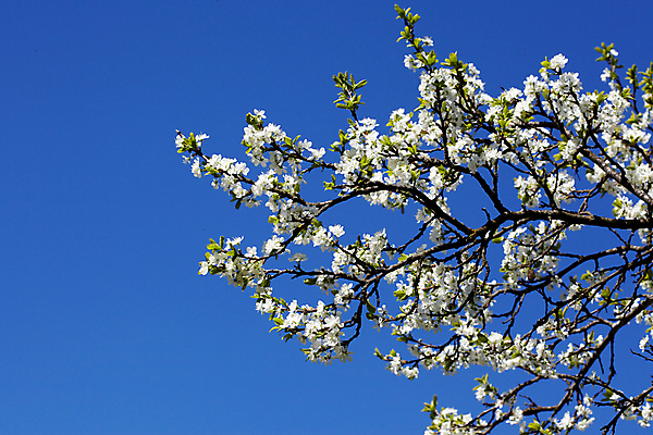 포토 JPG 해외이미지 나무 식물 계절 공원 꽃 자연 하늘 사람없음 야외 파란색 정원 봄 벚꽃 나뭇가지 신선 개화 체리 5월 해외202004 해외포토 공공시설 컬러 과일 날짜 생태계 파일형식 이미지허브