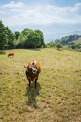 포토 JPG 해외이미지 계절 농업 풍경 사람없음 초록색 빛 농장 갈색 걷기 마을 우유 시골 소 스페인 방목 언덕 지역 북쪽 유래 파라다이스 해외202004 해외포토 유럽 산업 컬러 포유류 모션 유제품 축산업 방향 파일형식 이미지허브