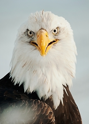 포토 JPG 해외이미지 주간 야생동물 사람없음 야외 독수리 흰머리독수리 해외202004 해외포토 자연요소 동물 조류 파일형식 이미지허브